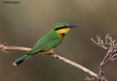 Little Bee Eater (from Namibia) - photo credit Nate Chappell Little Bee Eater (from Namibia) - photo credit Nate Chappell