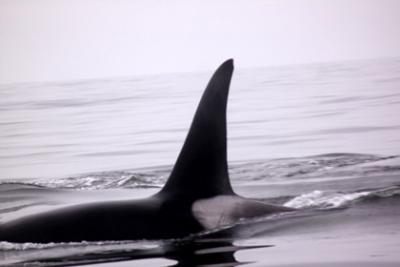 Transient male T75A near Tofino, BC. Eugene Stewart photo