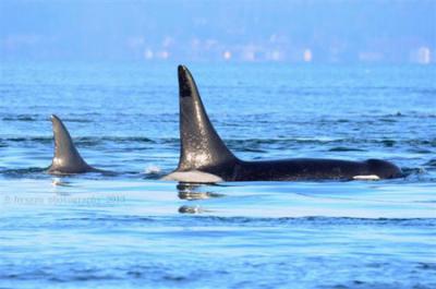 Male Onyx (L87) with Granny (J2). Photo © Sara Hysong-Shimazu, 2013