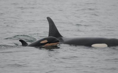 Newborn female J50 with her mother Slick (J16), 1/10/15. NOAA/NWFSC photo.