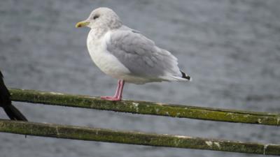 Thayer’s Gull at Tahlequah, photo by Gary Shugart.