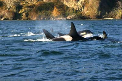 “Granny (J2) with her family in East Passage. Photo © Mark Sears.”