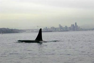 Elegant male Gaia (L78), 1989 -- 2012. Photo © Mark Sears, 10/22/09.