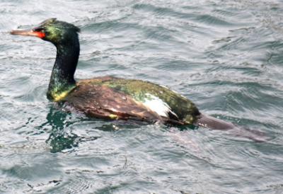 Pelagic Cormorant by Ed Swan