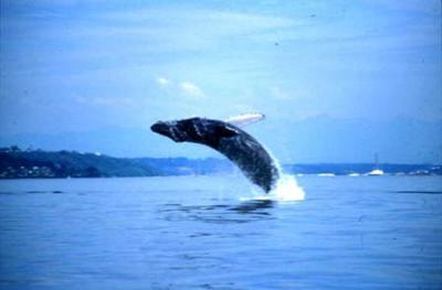 Young Humpback breaching in Dalco Pass, photo © Mark Sears