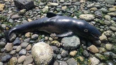 Newborn Harbor Porpoise, 7/13/14. Julie Jacobson photo. Newborn Harbor Porpoise, 7/13/14. Julie Jacobson photo.