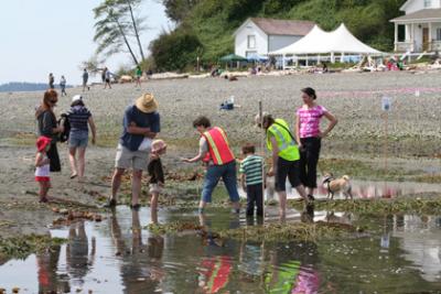 Vashon Beach Naturalists finding critters in a tidepool among eelgrass, with Keepers Quarters and booths on the upper beach. 2010 Low Tide Celebration. Photo by Jay Holtz. Vashon Beach Naturalists finding critters in a tidepool among eelgrass, with Keepers Quarters and booths on the upper beach. 2010 Low Tide Celebration. Photo by Jay Holtz.