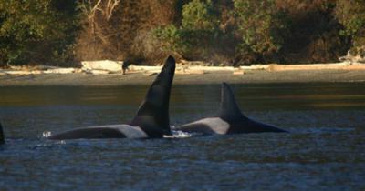 Granny (J2) and Ruffles (J1) off Maury Island. Photo © Mark Sears.