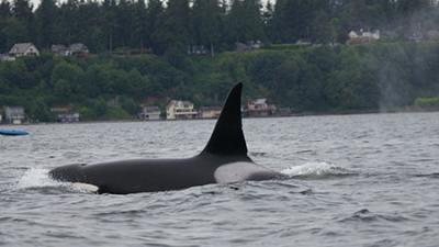 Transient male T128 in Puget Sound. Maya Sears photo, 5/21/16.