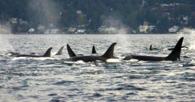 Female Kasatka (L82) with male cousin Nigel (L95) and other relatives. Photo © Mark Sears, 11/22/14