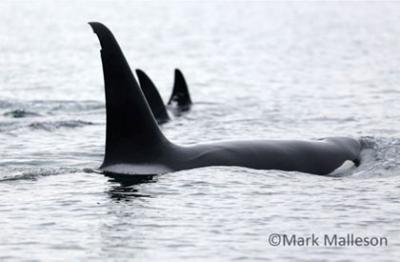 Elder male T87 (Slot Fin) with T90s in Haro Strait, 12/30/13. Photo © Mark Malleson.