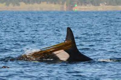 Granny (J2) excels at kelping! Center for Whale Research photo.